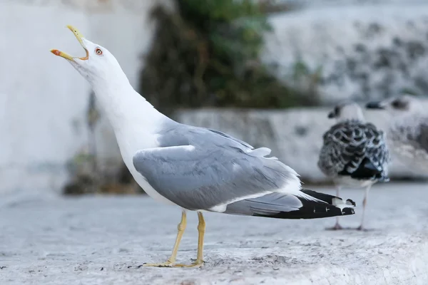 Seagull with open mouth