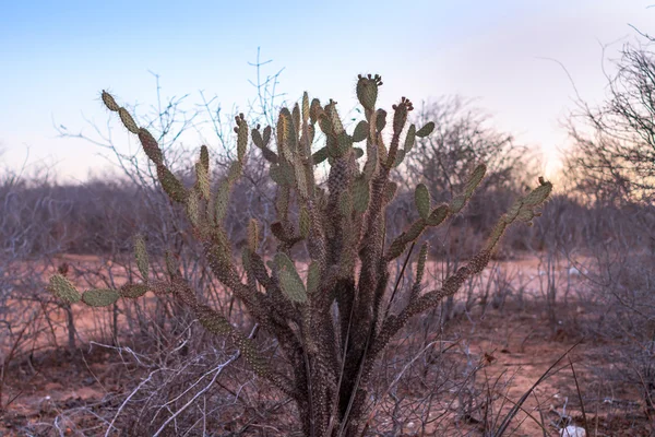 Cactus and dry vegetation at sunset in the Caatinga, Brazil