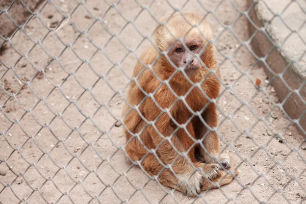 Little monkey in zoo cage with sad expression