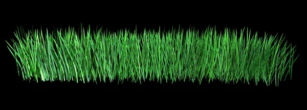 Green grass isolated on black background.