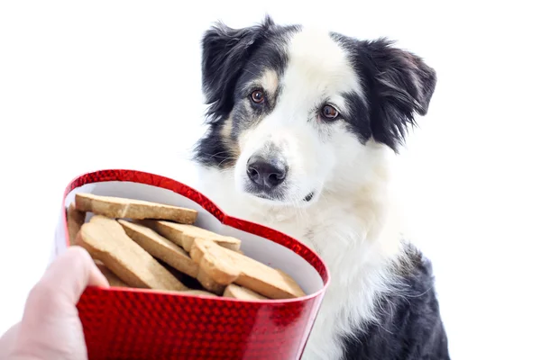 Dog looks at heart shaped box of treats