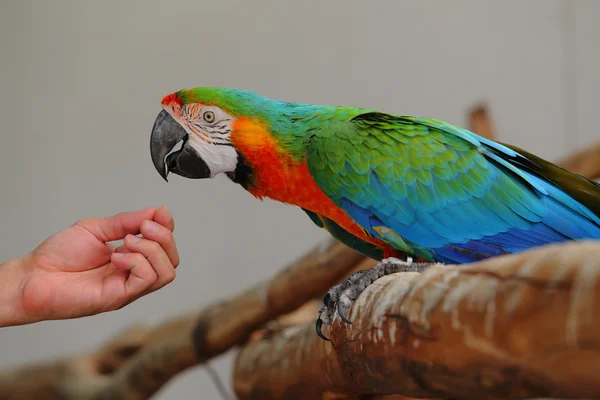Macaw beautiful bird