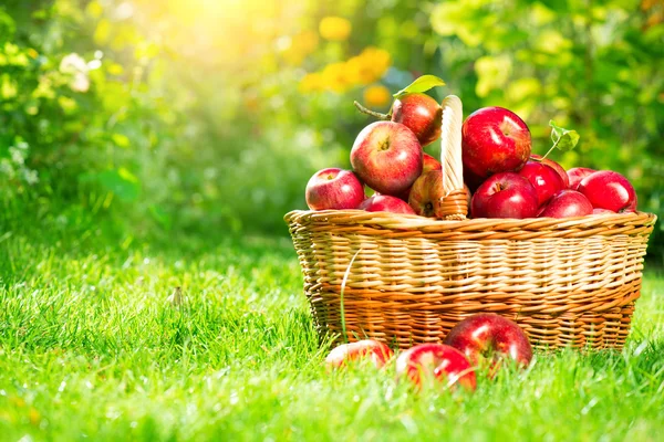 Organic apples in a basket outdoor.