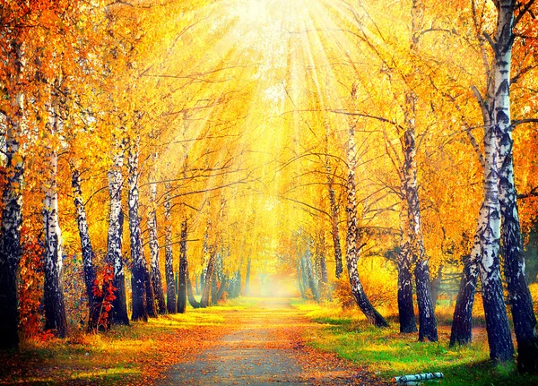 Autumn Trees in sun rays