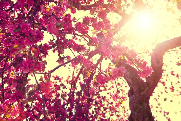 Blooming tree over sunny sky