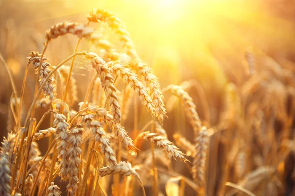 Golden wheat field.