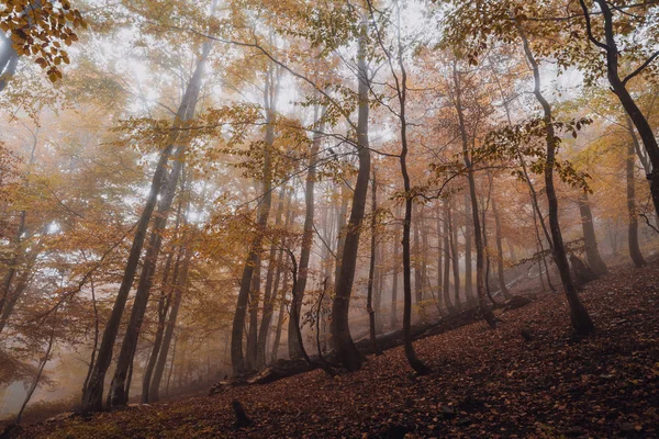 Magic forest in the fog