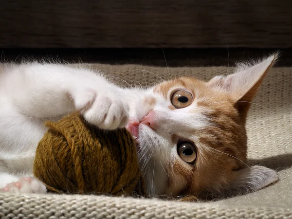 The kitten plays with a ball of yarn