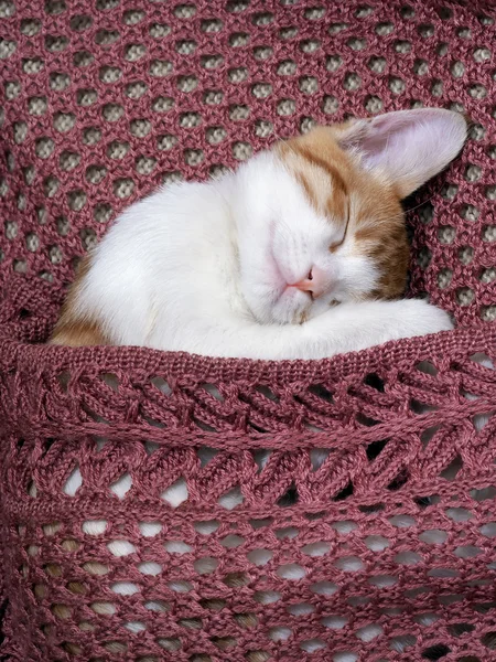 Cute ginger kitten sleeps under a knitted, soft blanket