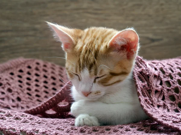 Cute kitten sleeping under a knitted blanket