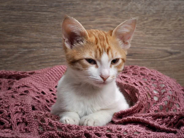 Cute Sleepy kitten under a knitted blanket