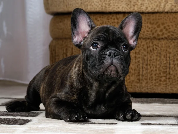 A puppy in the apartment