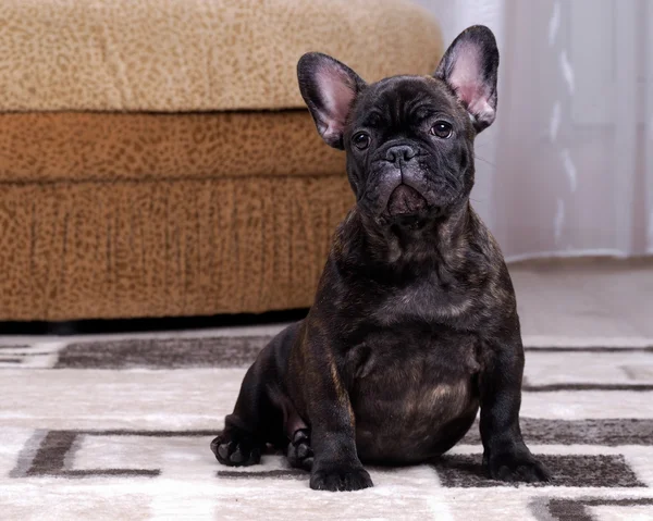 Puppy in the apartment