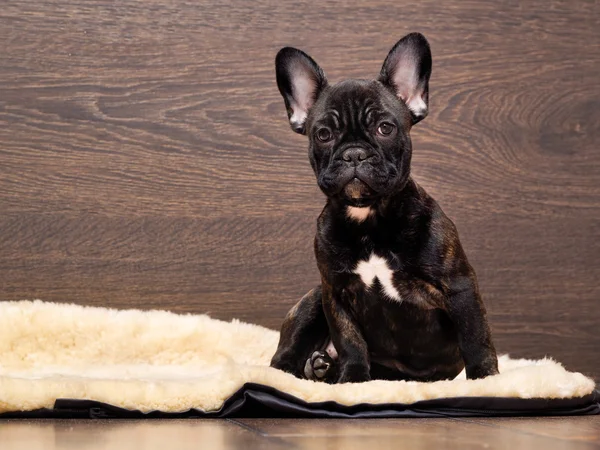 The dog sits at the wooden wall