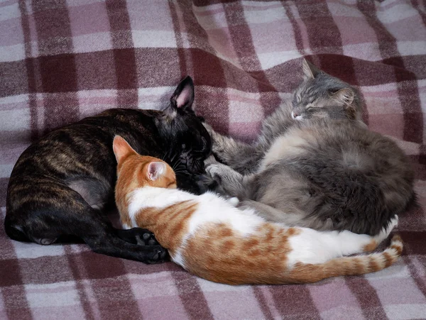 Two cats and a dog sleeping together on the bed