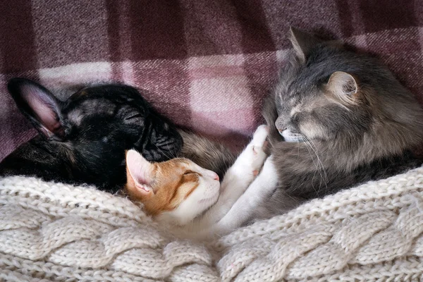 Two cats and a dog sleeping together on the bed under the blanket