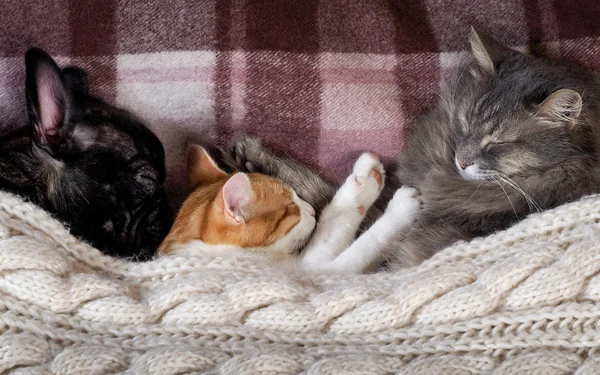 Two cats and a dog sleeping together on the bed under the blanket