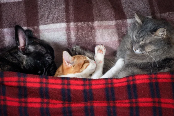 Two cats and a dog sleeping together on the bed under the plaid