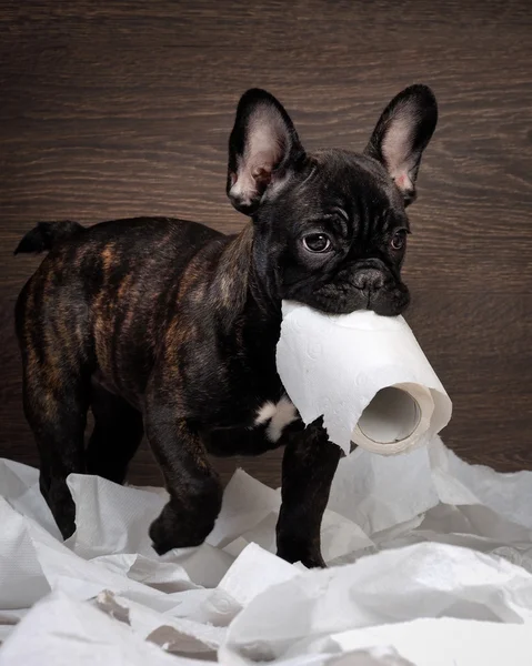 Funny dog playing with toilet paper