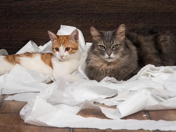 Funny cat and kitten playing with the toilet paper on the floor