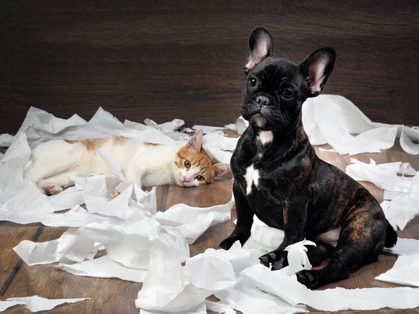 Funny dog and cat playing with toilet paper