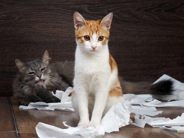 Funny cat and kitten playing with the toilet paper on the floor