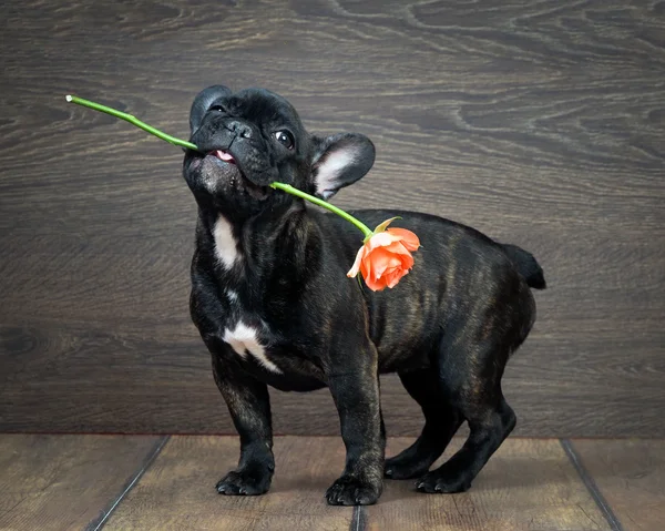 Funny dog with a flower in his mouth