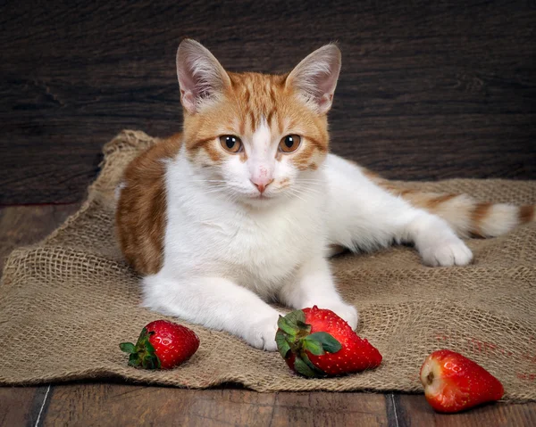 Cat and strawberry