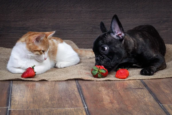 Dog, cat and strawberry