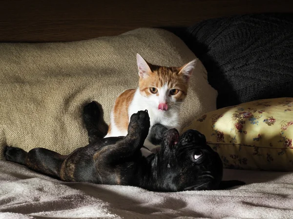 Dog and cat playing on the bed