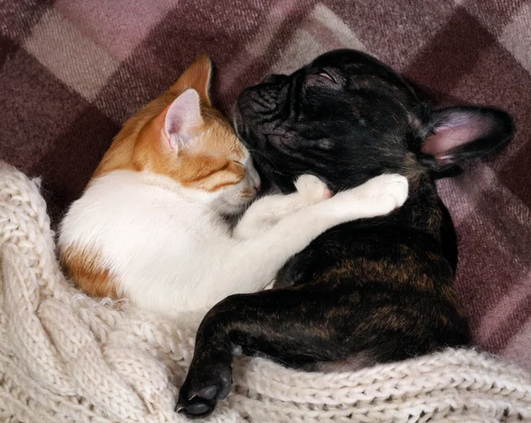 Dog and cat sleeping together, hugging each other