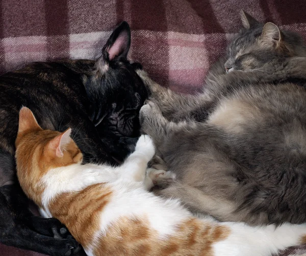Two cats and a dog and sleep together
