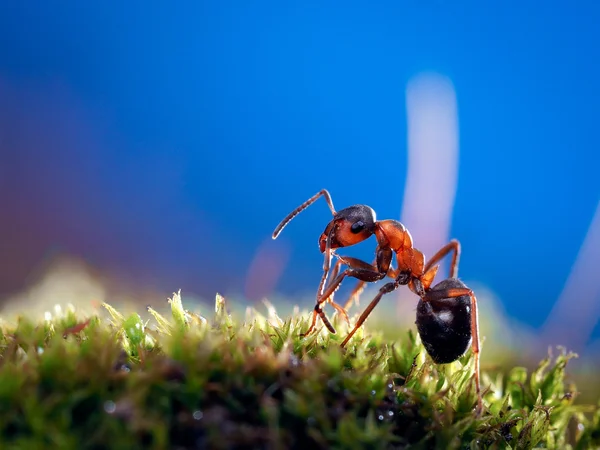 Portrait of an ant. Macro. Ant red forest. Moss green. Background of bright blue