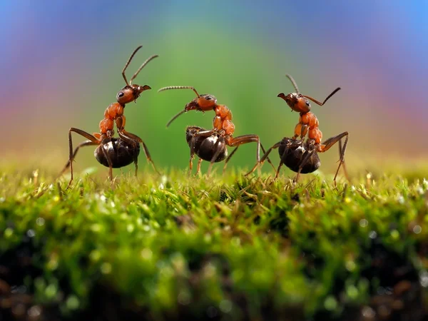 Three ant. Conflict, ants fight.