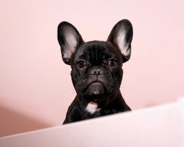 Dog - Black french bulldog on a pink background. Portrait