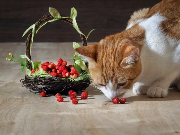 The cat eats wild strawberry