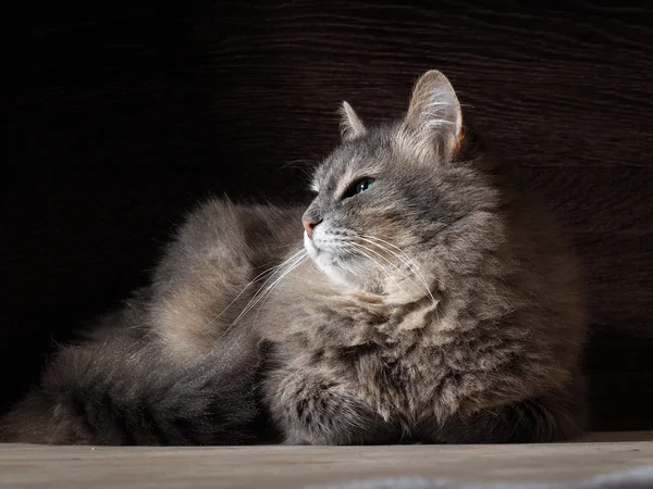Portrait of a very, large and fluffy cat