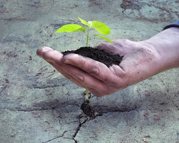 Dry land in the cracks. Man\'s hand holding a young plant