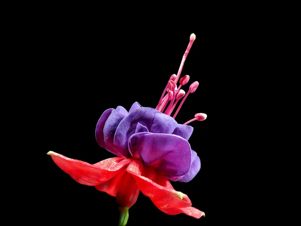 Fuchsia flower on a black background