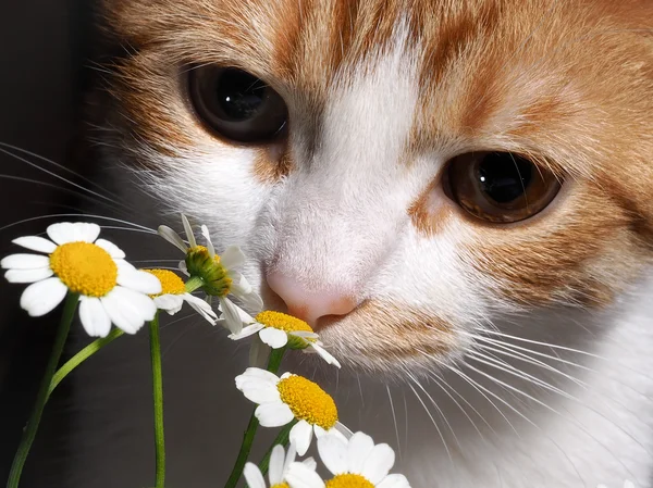 Cat smelling a daisy
