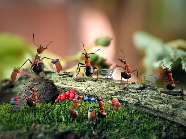 Ants in the woods with trolleys for supermarket and packets are queued for berries