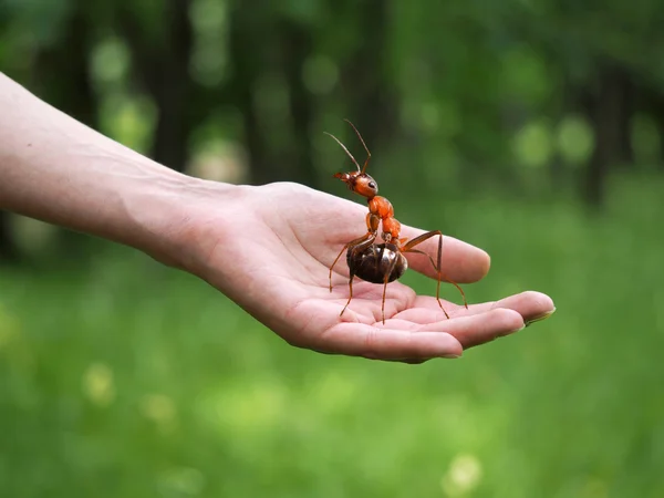 Huge beautiful ant on a female hand on a background of green forest. The concept of nature protection, forest, environment, ecology