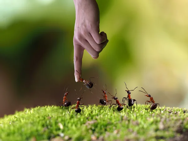 A man\'s hand and a lot of ants. Ant biting finger. The concept - nature, human interaction and the nature, management, leadership