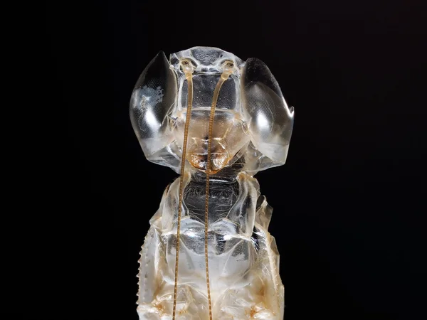 The skin after molting mantis on a black background. Transparent shell, compound eyes. A terrible and wonderful