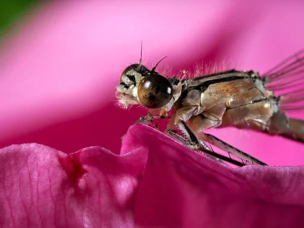 Portrait of a dragonfly on a pink flower petal. macro