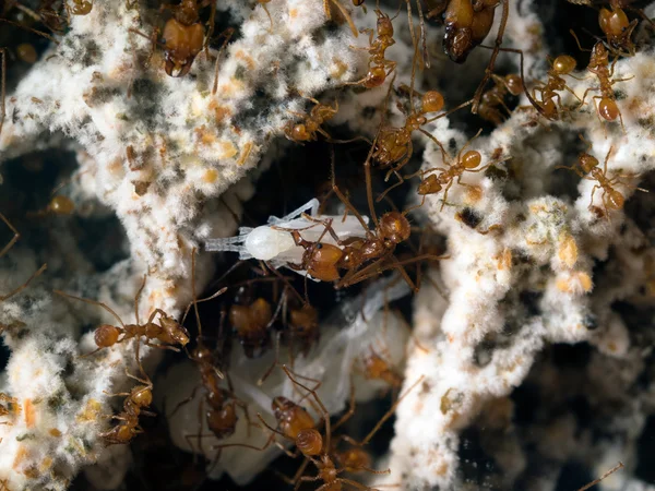 Acromyrmex. Mushroom. Ant ant bear doll. Life in an ant hill. Photographed through the glass ant farm