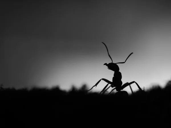 Silhouette of ant at sunset. Black and white colors. Macro.