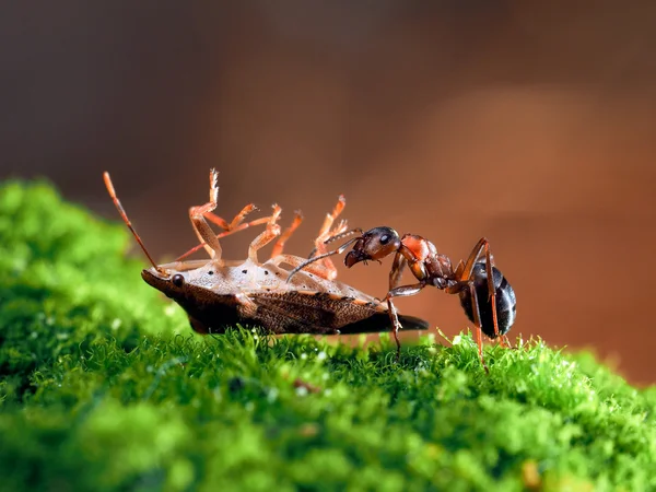 Ant and mining - bug. Glade green moss, bright brown background