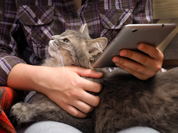 Female hands, teenager. The tablet. Fluffy gray cat. Concept, idea - the convenience, comfort, communication, computers comfortable