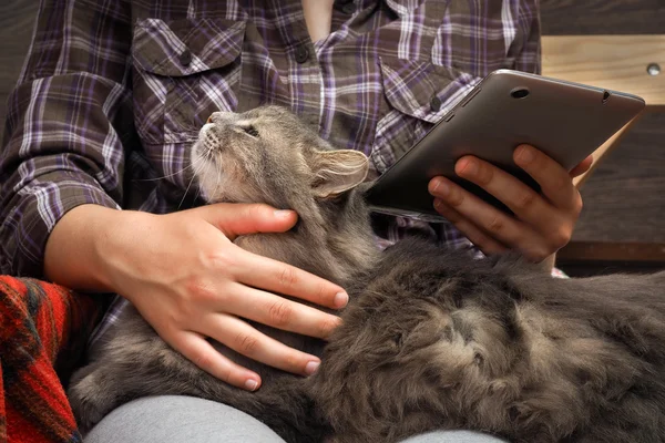 Female hands, teenager. The tablet. Fluffy gray cat. Concept, idea - the convenience, comfort, communication, computers comfortable